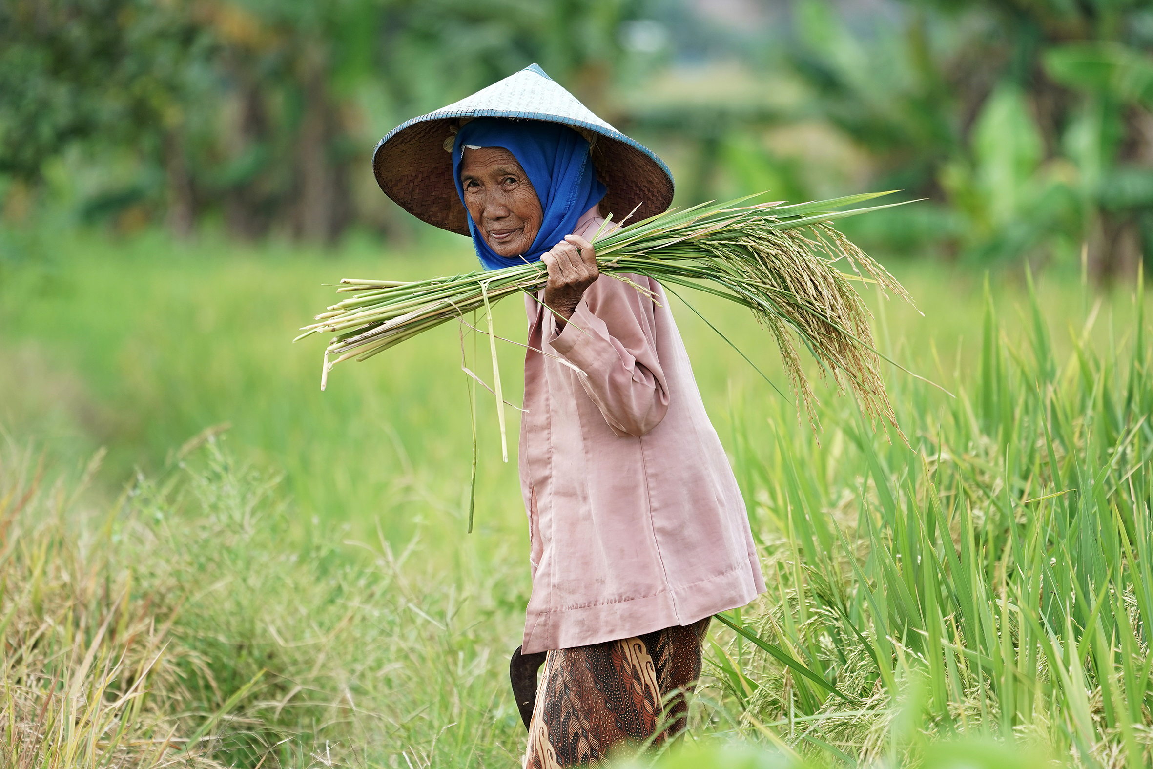 seorang petani wanita membawa beberapa batang padi di pundaknya