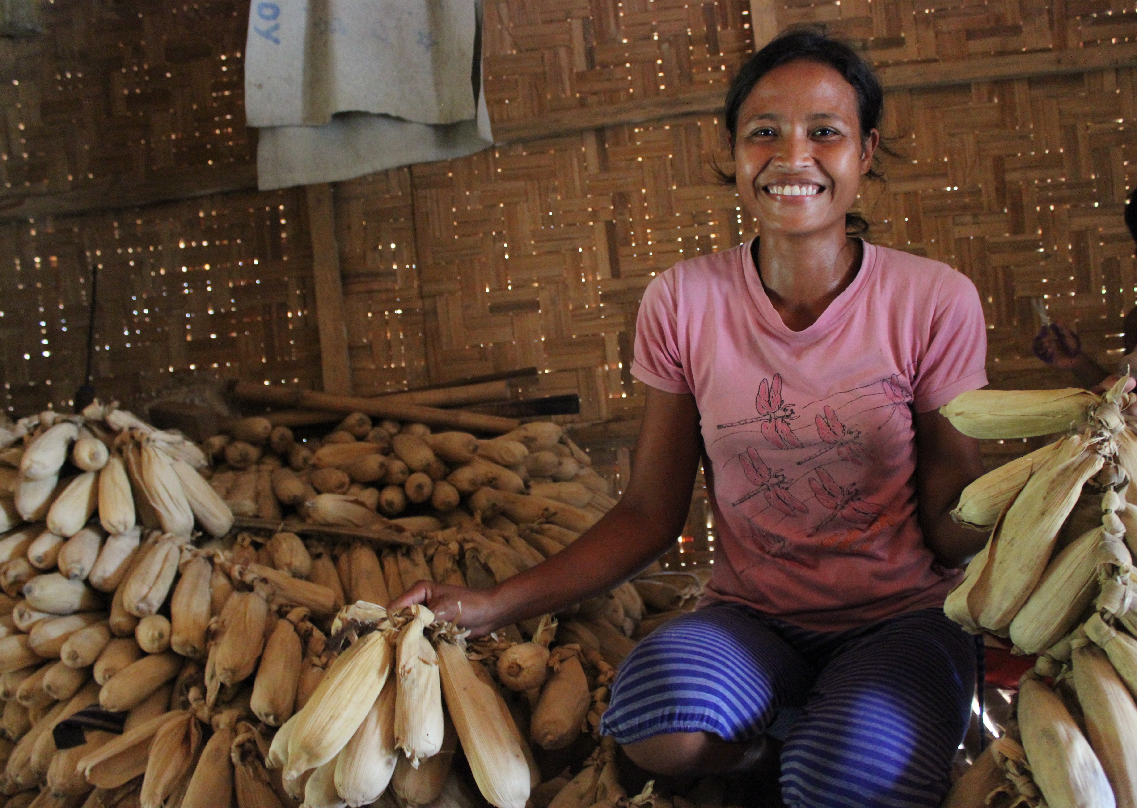 seorang wanita petani jagung menunjukkan hasil panen