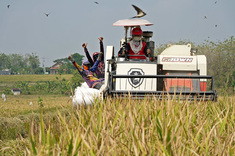 Some young workers harvest rice fields using a combine harvester machine