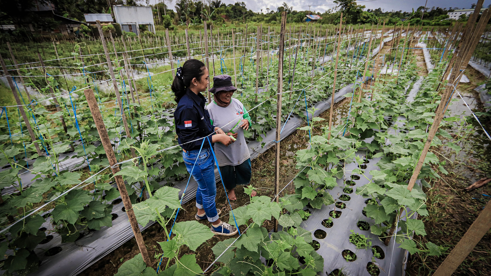 Seorang agronomis perempuan dan petani perempuan berdiskusi di kebun sayuran.
