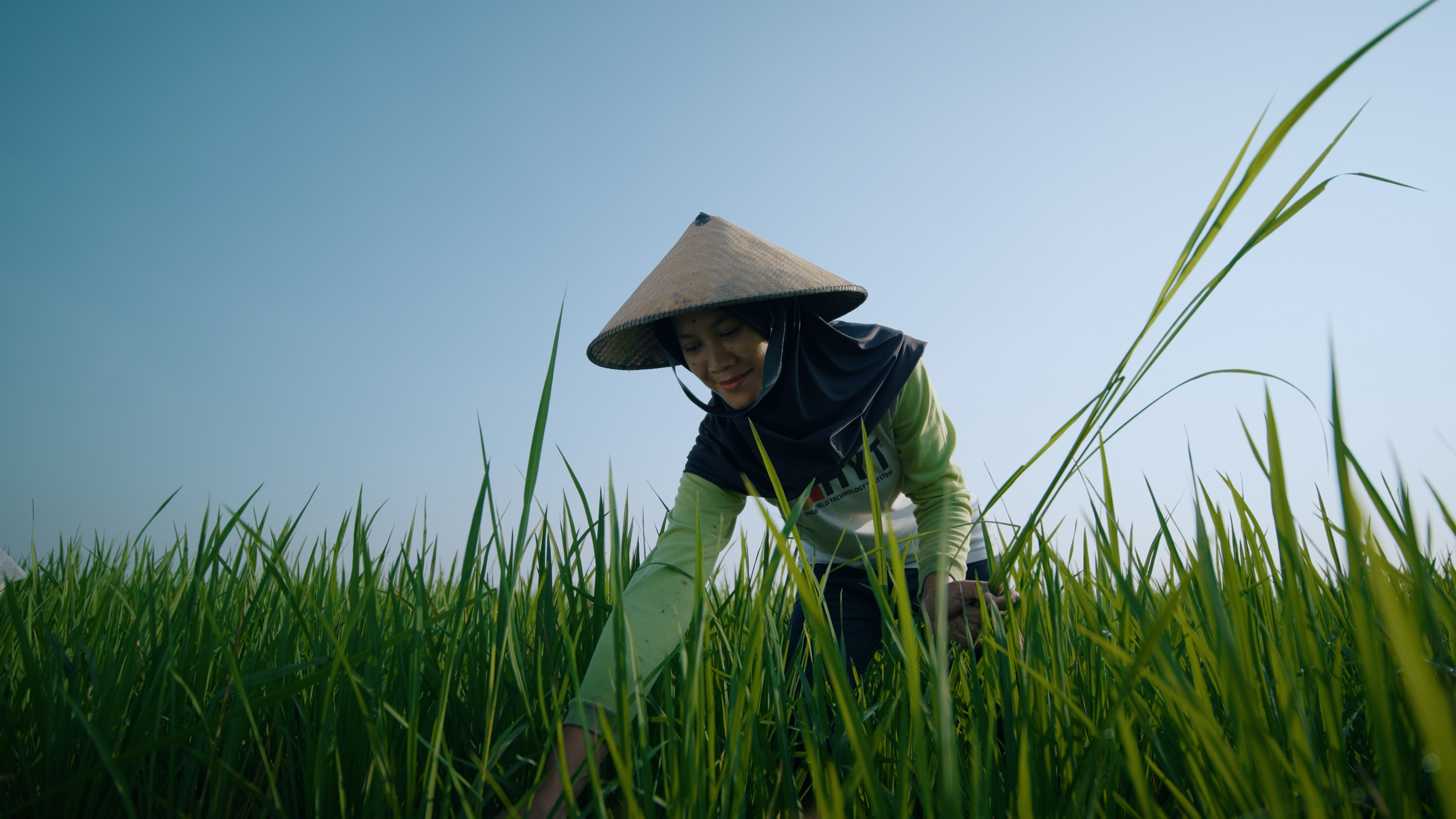 Woman farmer on a rice field