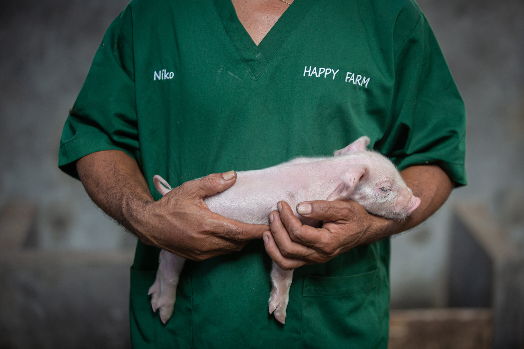 A care taker holds a piglet