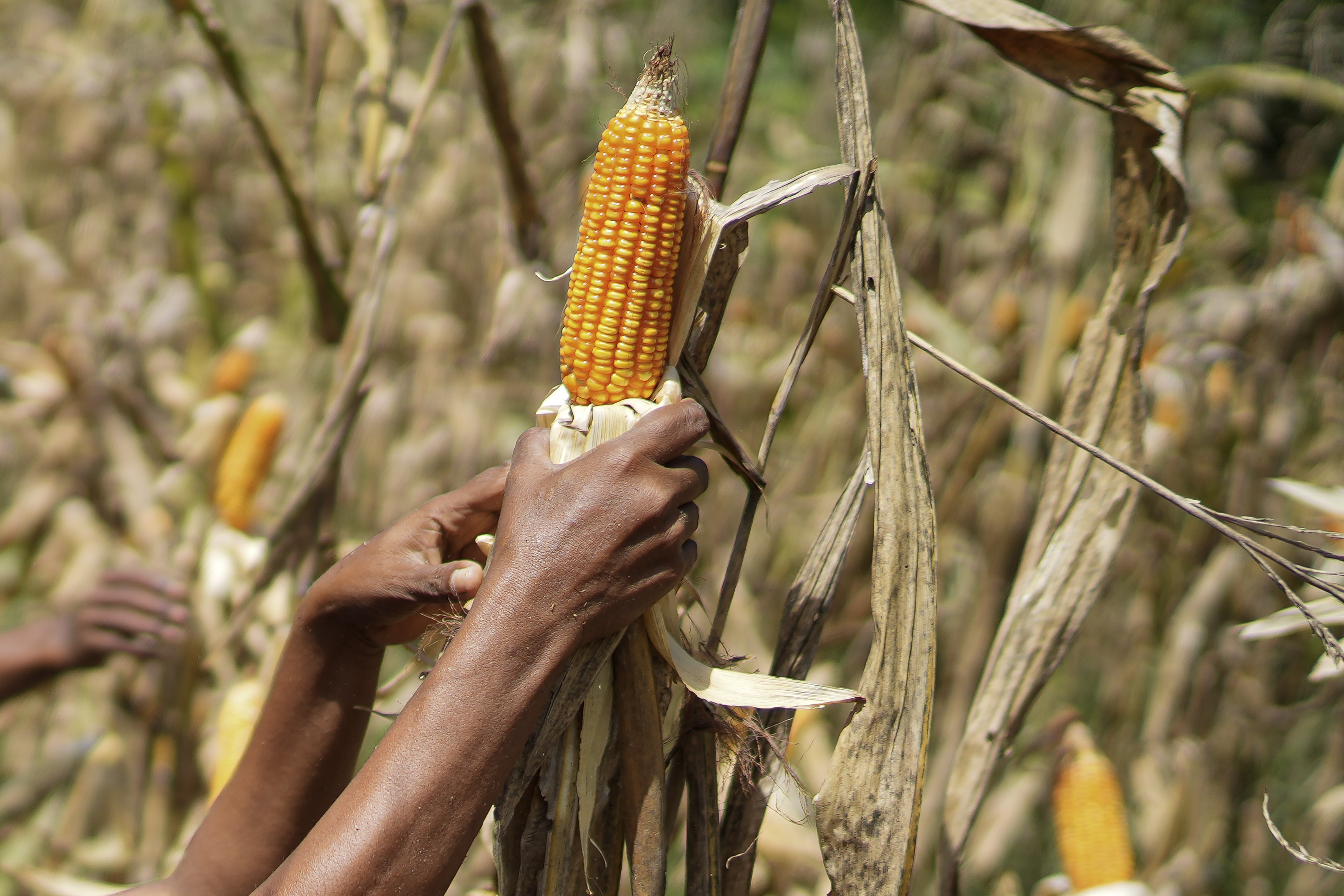 Petani memegang jagung siap panen dari ladang