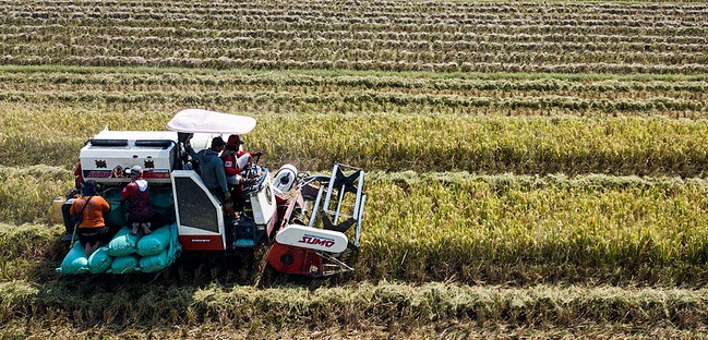 A combine harvester harvests rice in a rice field in Madiun, East Java.