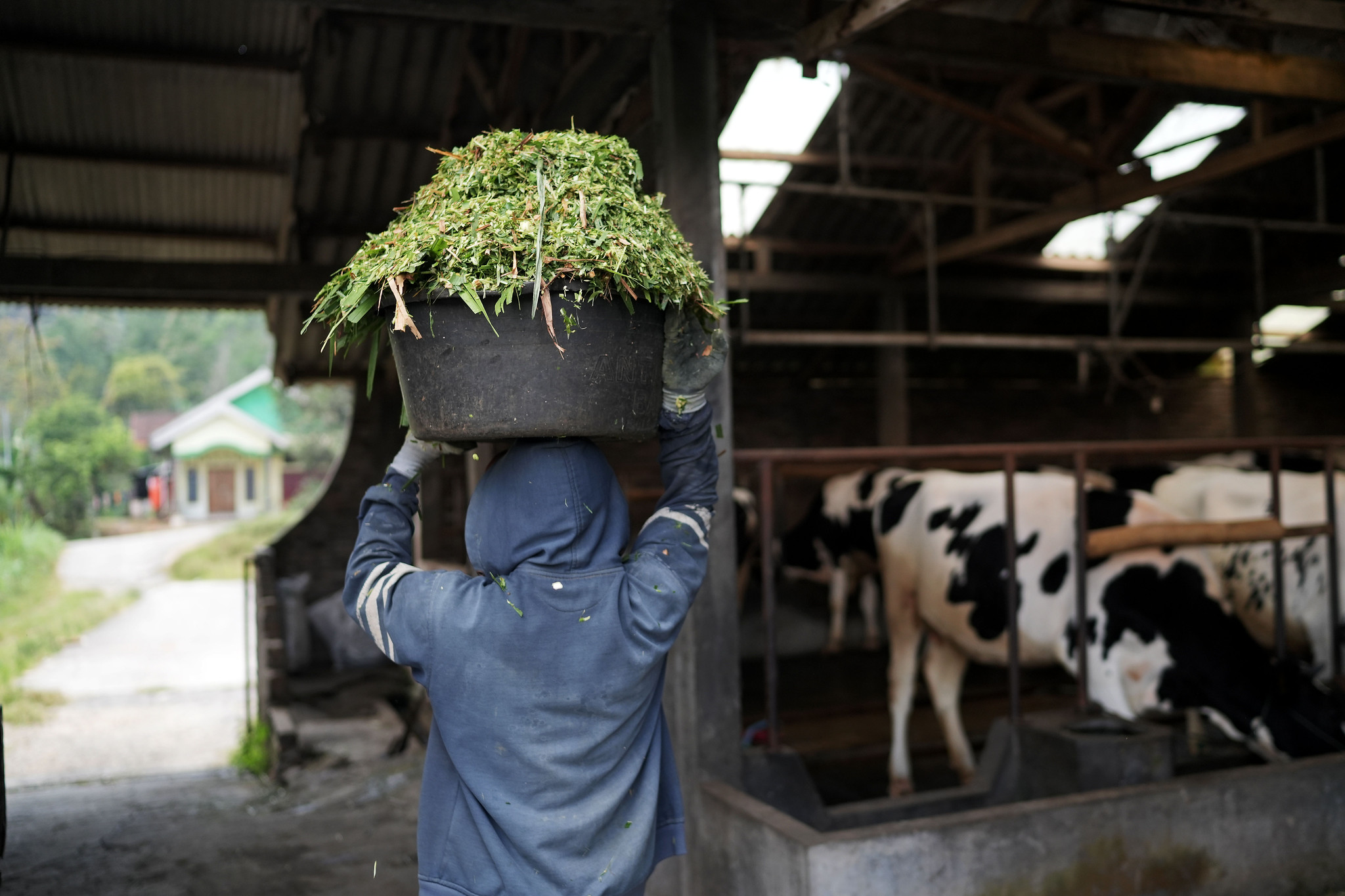 A farmer holds a bucket of grass for cows.