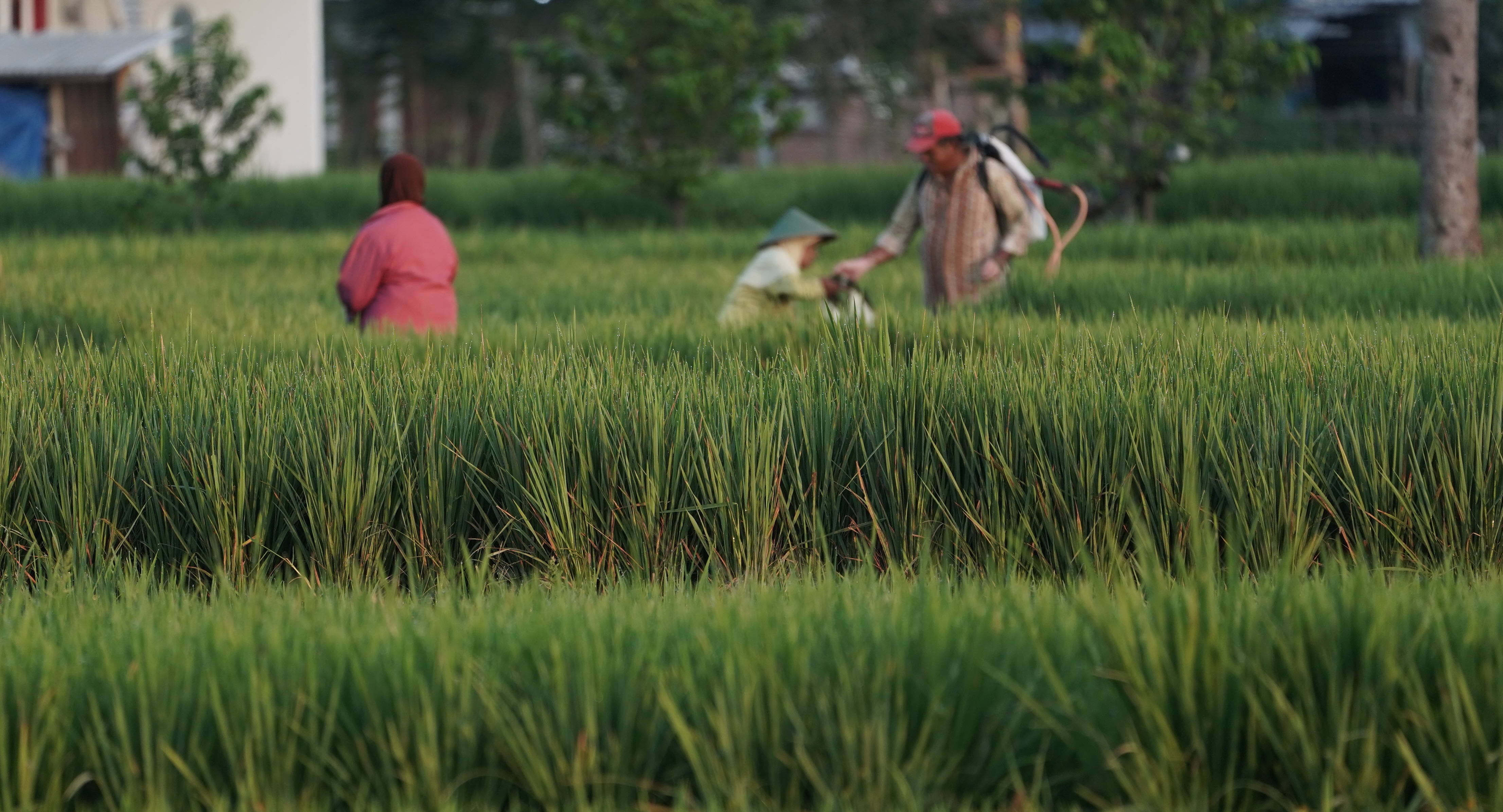 Some of the farmers prepare to work in the middle of their rice fields.