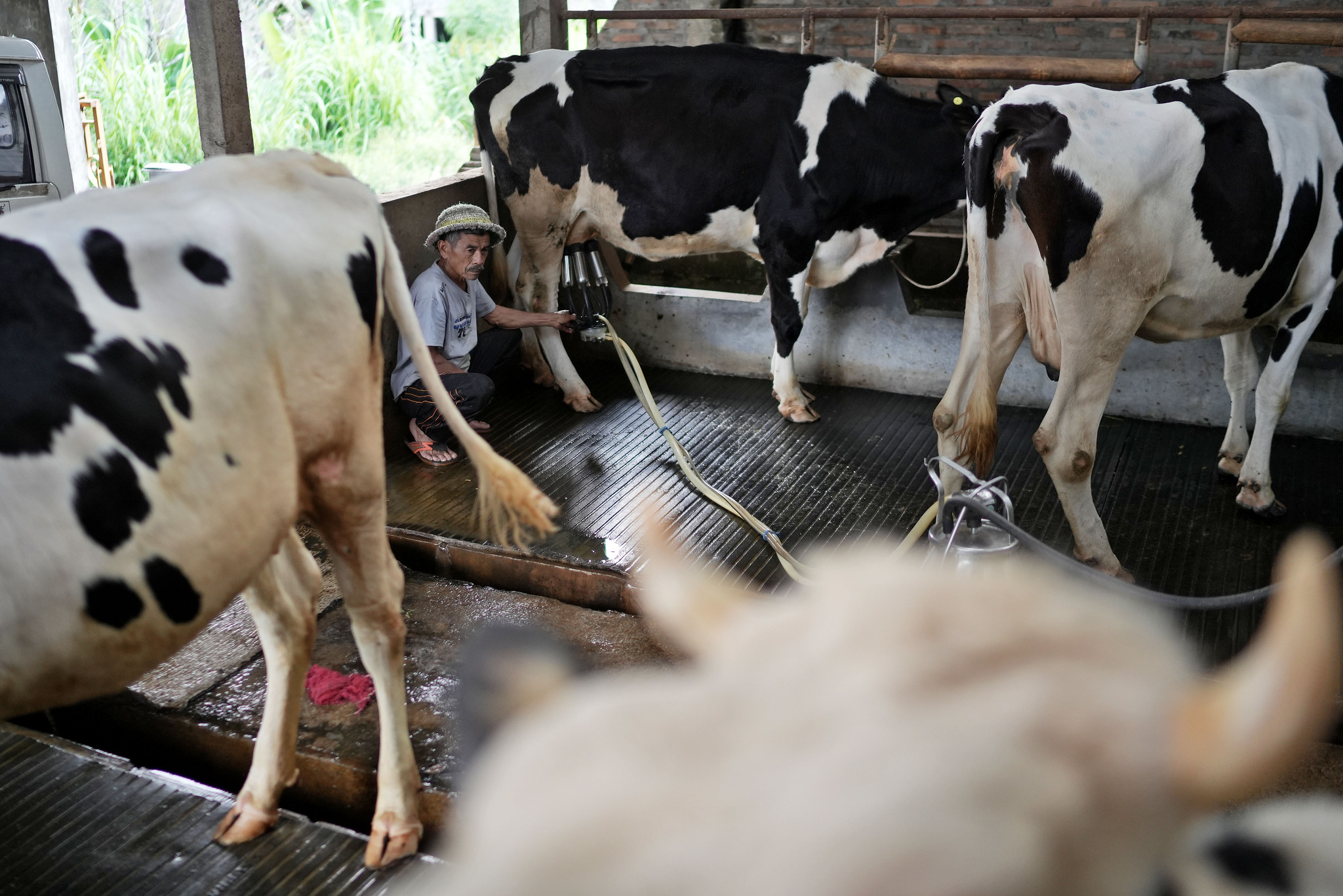 Dairy farmer