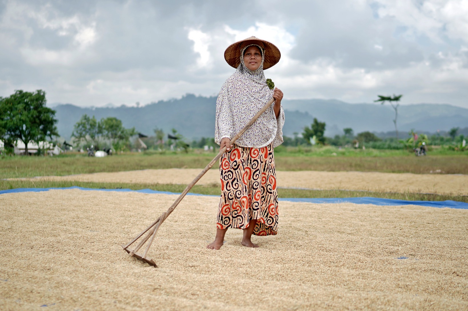 Foto seorang petani sedang mengeringkan padi yang dipanen.